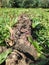 large tree roots that rise above the ground