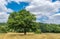 Large tree in the rural Surrey countryside