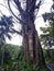 a large tree on the side of the road still stands strong even though it is dead in banyuwangi, indonesia