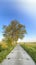 A large tree standing at the side of a country cement road