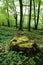 Large tree stump mossy