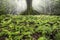 Large tree surrounded by small ferns in Keâ€™anae Arboretum, Maui, Hawaii