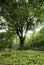 Large tree surrounded by small ferns in Keâ€™anae Arboretum, Maui, Hawaii