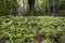 Large tree surrounded by small ferns in Keâ€™anae Arboretum, Maui, Hawaii