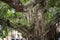 Large tree with thick trunk and drooping roots at Fort Galle Sri Lanka