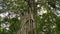 Large tree in tropical rain forest, Huge banyan tree.