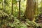 Large tree in tropical rainforest