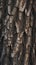 Large tree trunk bark Woodgrain pattern for wallpaper or background