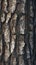 Large tree trunk bark Woodgrain pattern for wallpaper or background