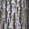 Large tree trunk bark Woodgrain pattern for wallpaper or background