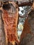 Large tree trunk with an exposed section of its bark peeled away, revealing the wood beneath.