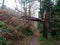 A large tree trunk in the forest, in a wood. wood split, broken, chipped. destroyed by wild weather