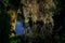 large tree trunk with leaves branches is reflected in water on shore of pond in light of sun