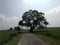 large tree on wide country road in middle of field with tall green grass