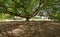 Large tree in Williamsburg VA