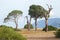 Large trees on the background of mountain scenery on the Lycian Way.