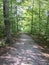 Large trees casting shadows along forest trail