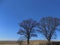 Large trees at Crookham, Northumberland, England. UK