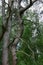 Large trees in the forest, wooden sculpture