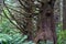 Large trees with moss growing in a rainforest in Cape Disappointment State Park, Washington State