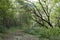 Large trees on river bank