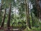 large trees on the slopes of Mount Lawu