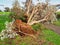 Large Trees Uprooted in Storm