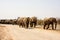 Large troop of Elephants approaching