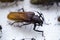 Large tropical beetles to study entomofauna.