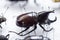 Large tropical beetles to study entomofauna. science entomology