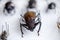 Large tropical beetles to study entomofauna. science entomology