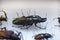 Large tropical beetles to study entomofauna. science entomology