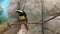 A large tropical black and yellow bird sits on a branch in a zoo