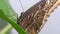 Large tropical butterfly collects dew from plant leaf with its proboscis.