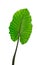 Large tropical green leaf, philodendron, Elephant Ear, in rain forest jungle isolated on white background