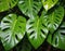 Large tropical leaves close up