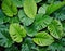 Large tropical leaves close up