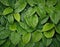 Large tropical leaves close up