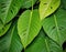 Large tropical leaves close up