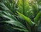 Large tropical leaves close up