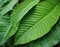 Large tropical leaves close up