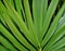 Large tropical leaves close up