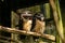 Large tropical Spectacled Owl Pulsatrix perspicillata on a branch in zoo inclosure