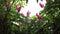 Large tropical wild plants with pink, purple flowers in Panama with green leaves