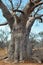 Large trunk of baobab tree
