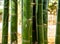 Large trunks of fresh green bamboo