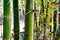 Large trunks of fresh green bamboo