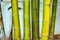 Large trunks of fresh green bamboo