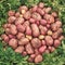 Large tubers of potatoes pink and yellow. root crops.