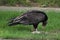 Large Turkey Vulture